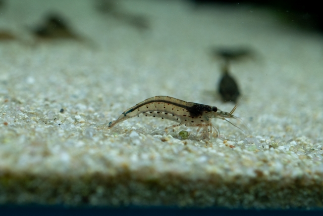 ミナミヌマエビ