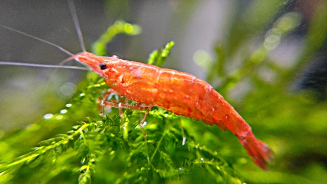 レッドチェリーシュリンプ